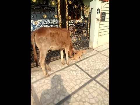 Funny cow petting cat