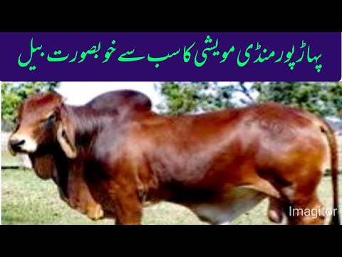 Qurbani k janwar/beautiful ox for eid ul azah/heavy ox animals/big sheer khan ox