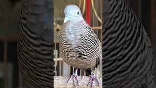 Download lagu Burung Perkutut Lokal Gacor Suara Kung Besar Pancing Burung Perkutut Agar Cepat Berkicau #shorts mp3 Download lagu Burung Perkutut Lokal Gacor Suara Kung Besar Pancing Burung Perkutut Agar Cepat Berkicau #shorts mp3