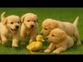 Happy Puppies Playing With Their Loving Mom Cute Barks Beautiful Dog Moments