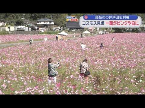 YouTube Video 　「一面ピンクでよかった」…コスモスが見ごろ　休耕田利用して栽培　2010年には県景観賞受賞　静岡・藤枝市