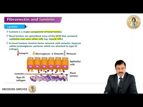 7. Bindegewebe: Fibronektin und Laminin: Struktur und Funktion | MBBS 1. Jahr | USMLE Schritt 1
