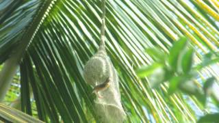 preview picture of video 'Baya weaver making sweet home ,,'