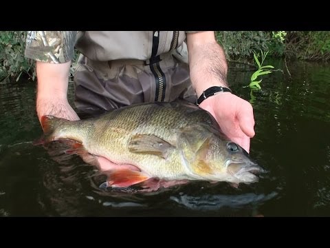 Stalking Big River Perch - Caught In The Act DVD      Preview 2