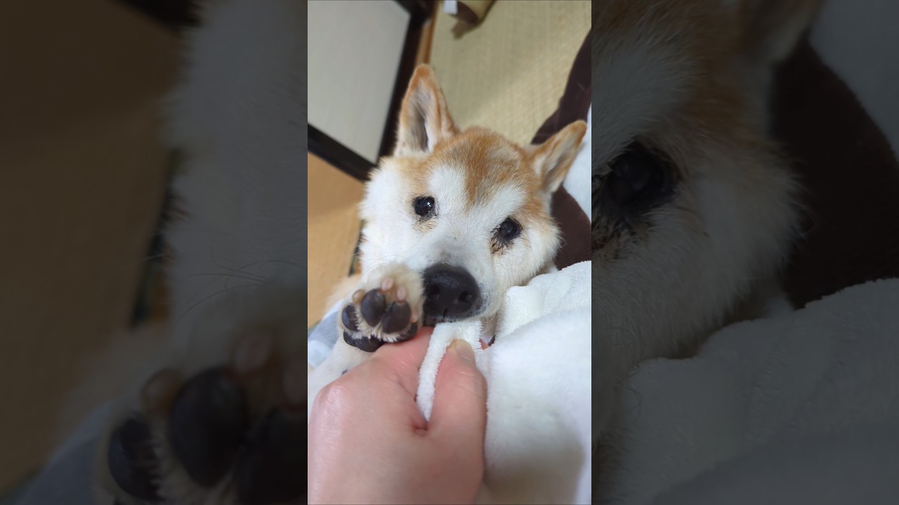 自分でシーツ交換する柴犬　 #shiba #柴犬