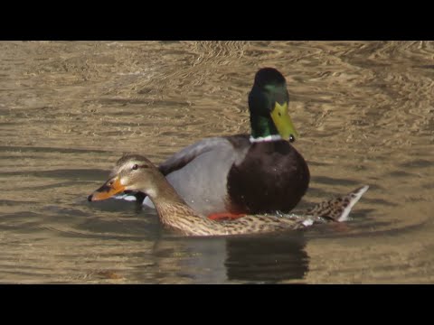 Mating and courtship of mallard duck