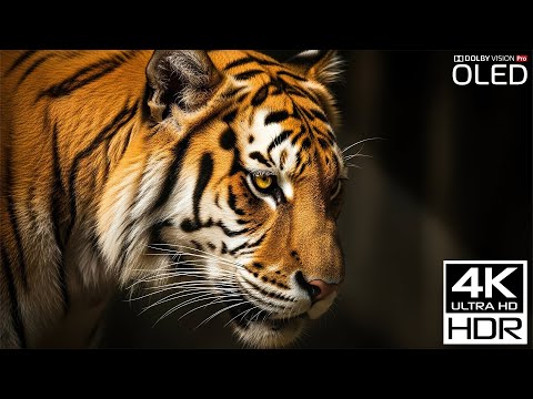 Nature Relax 4K Calm Animal Footage with Relaxing Music for Sleep and Deep Relaxation