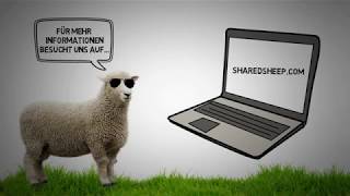 Werde Schafpate bei Shared Sheep