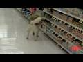 Shoplifting DOG Apologizes ! | Canine Returns To ...