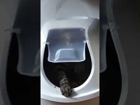 The White Cat - Seven Nation Cat 😁 🐈 #shorts