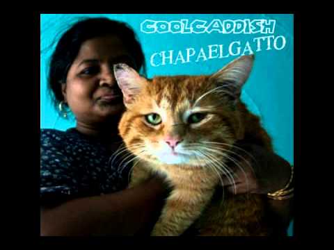 Cool Caddish - Incompreso - CHAPA EL GATTO