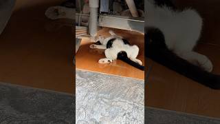 Download lagu Kucing lagi santai. #kucing #catvideos #shorts mp3