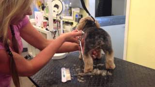 Westlake Village Pet Grooming, Haircut on small dog