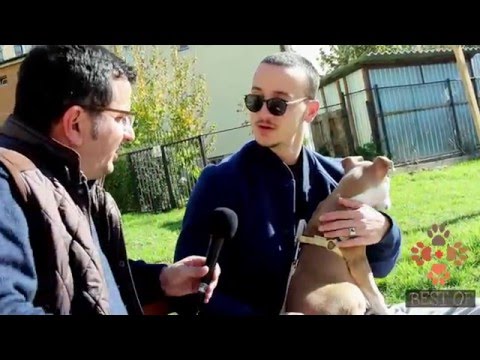 Fisi Faunes - Sezoni 3 / Episodi 20