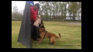 In Control Dog Training