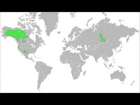 Dené–Yeniseian languages | Wikipedia audio article