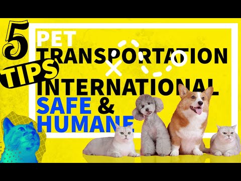 5 International Pet Relocation Tips | Safe and Humane Pet Transportation