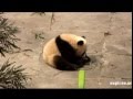 Pandas Play at China Bifengxia Panda Center ...