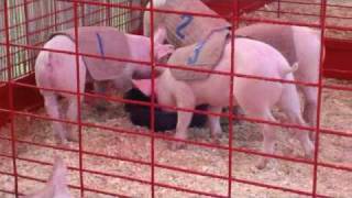 preview picture of video 'Pig Races at the Washington County Fair, Lake Elmo, MN, USA'