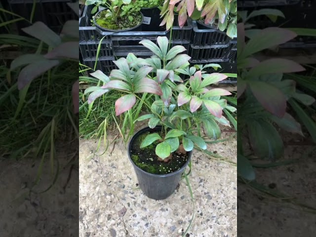 Стандарт поставки видео №1 Пион молочноцветковый Маргарет'с Делайт