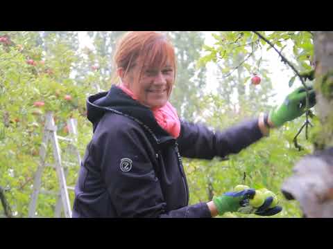 Appels plukken tijdens burendag in het Ambachtscentrum Velpmp4