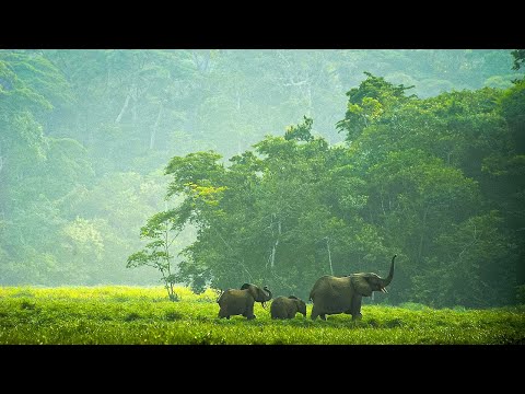The World's Most Mysterious & Unchartered Rainforests | Our World