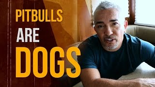 Why I Love Pit Bulls