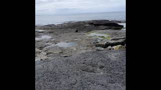An Lepidodendron (An extinct tree like plant) root imprint. #shorts
