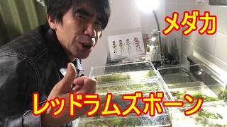 レッドラムズホーン！買って飼うのだ！そう！メダカのためにね！
