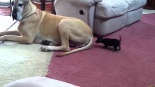 If You Can't Run with the Big Dogs....