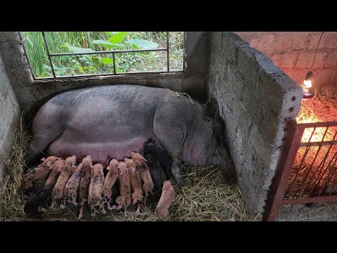 AWESOME MOTHER PIGS -THEIR PIGLETS -A must see /@ThoaRurallife  #59