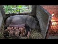AWESOME MOTHER PIGS THEIR PIGLETS A Must See ThoaRurallife 59