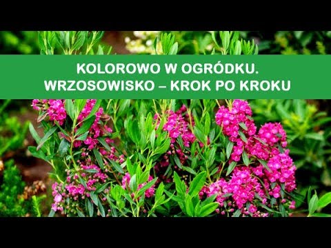 Kolorowo w ogródku. Wrzosowisko – krok po kroku