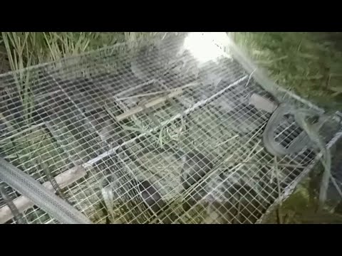 Bẫy chuột theo đường mòn lúa cắt vừa xong và dính thấy mê