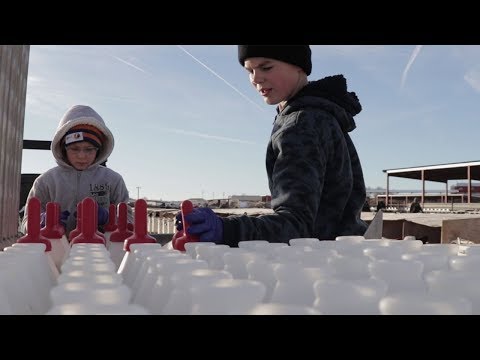Always Advancing: Seagull Bay Dairy
