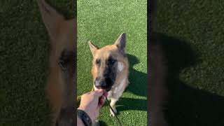 Video preview image #1 German Shepherd Dog Puppy For Sale in phoenix, AZ, USA