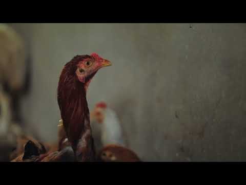 نطاق حر - Nitaq Horr (Free Range)