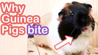 6 Reasons Your Guinea Pig Bites & How to Stop This