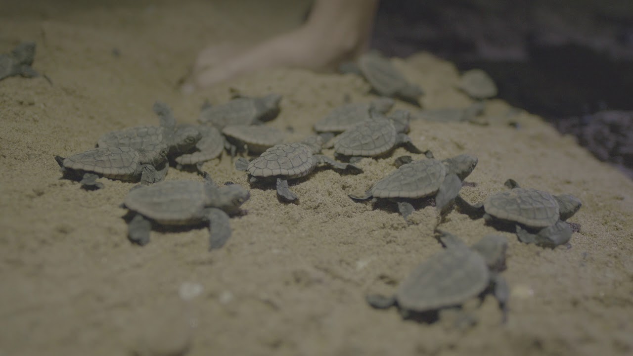 Loggerhead Turtle Hatchlings on Mon Repos, Bundaberg QLD
