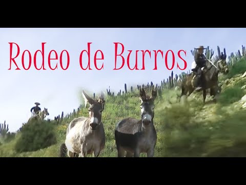 El Rodeo Chileno de Burros