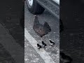 Chicken Hen with Baby Chick 🥰👍😍 in Maui Hawaii Trip 2022 👍😍👍 Queen Ka'ahumanu Center