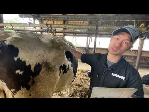 , title : '太った牛の対処方法。〜早期乾乳のすすめ〜'
