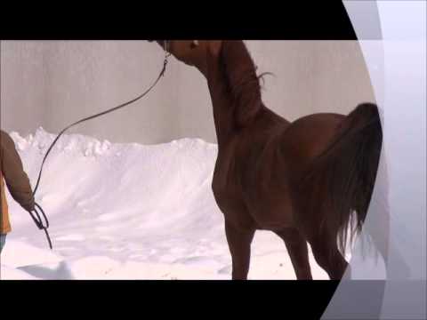 Milano -arabian stallion