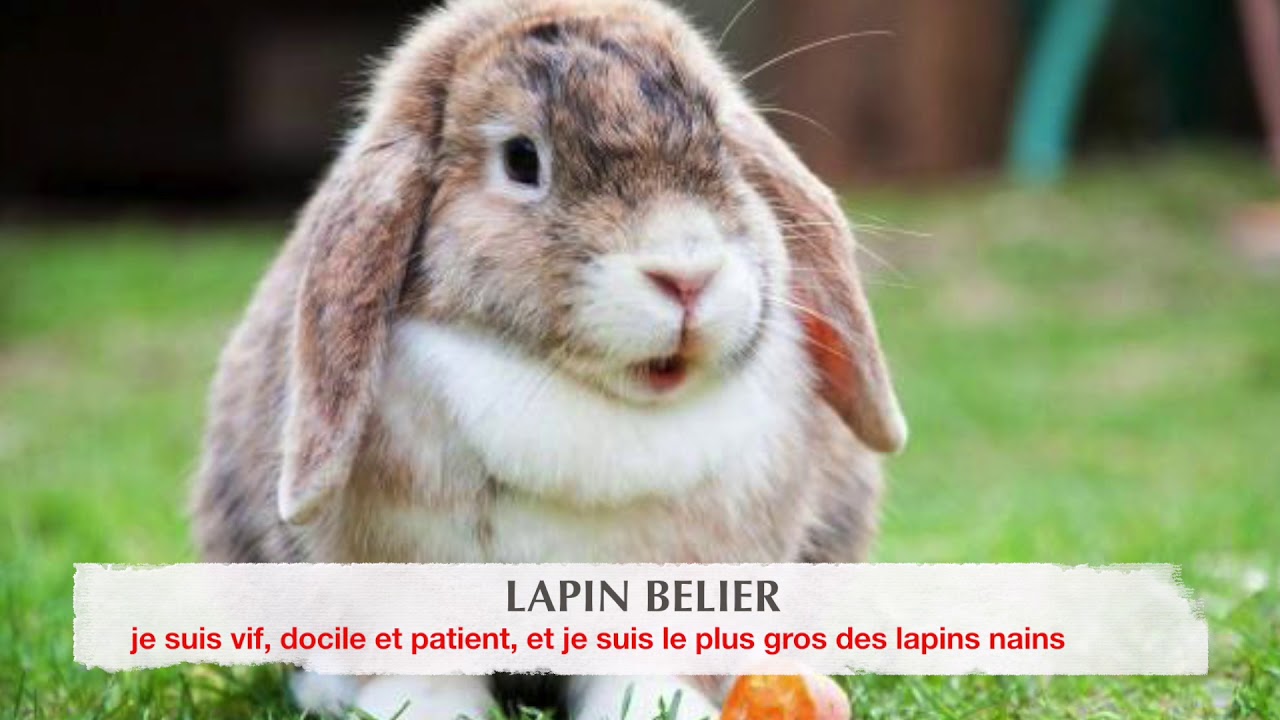 CALENDRIER DE  L'AVENT LAPIN BELIER 14