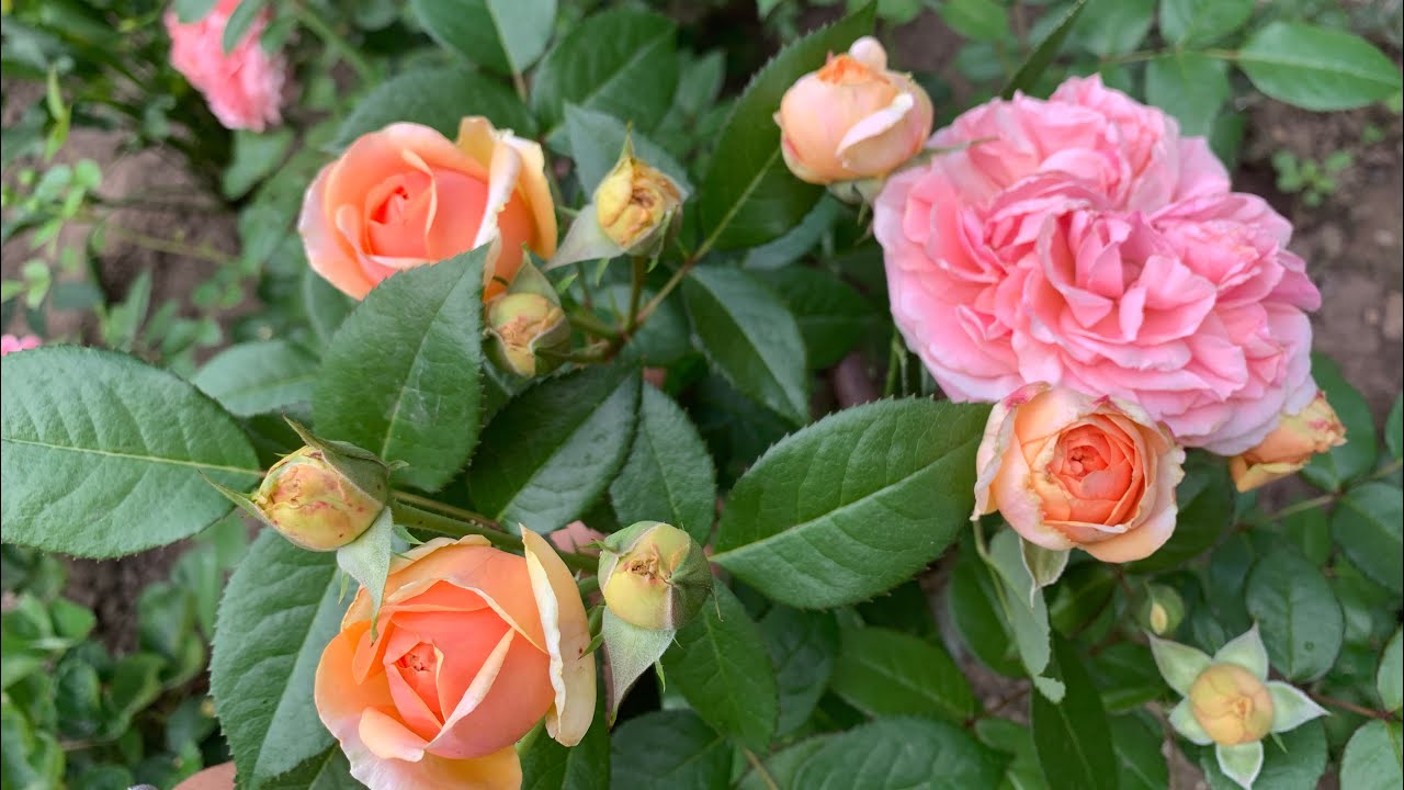 Роза Чиппендейл ( Rose Chippendale )