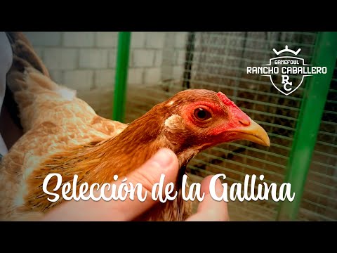, title : 'Selección de la Gallina para Cría'