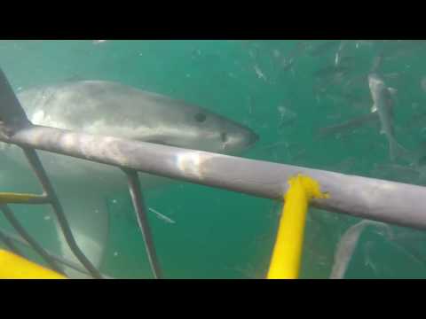 Great White Shark diving in Gansbaai with White Shark Projects