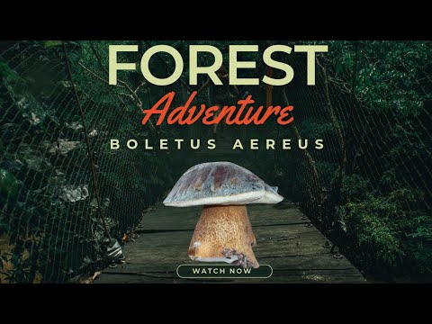 Big boletus aereus,fungi porcini,06.10.2023 #porcini #mushroom #boletus #fungi#nature #new #video