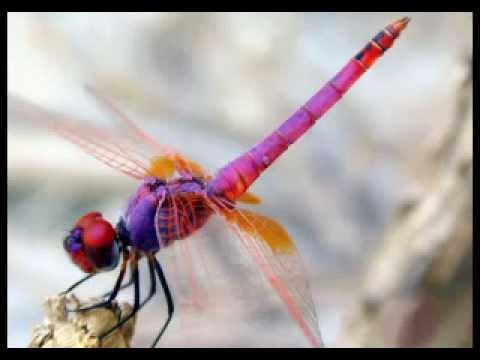 Dragonfly (Dream Mix)
