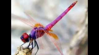 Dragonfly (Dream Mix)